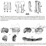 Fossils of the specimen (1).