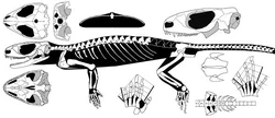 Owenetta skeleton.jpg (27 KB) Owenetta's skeleton.