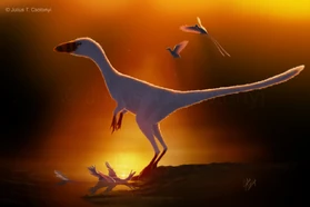 Sinocalliopteryx standing over its Sinornithosaurus prey, as a breeding pair of Confuciusornis take flight behind. Both latter genera have been found as prey of different Sinocalliopteryx individuals. The scene is set on the shores of the lake in which they will ultimately be preserved in ash. Image source: Julius T
