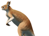 Procoptodon