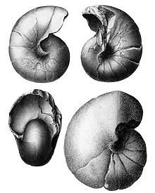 Eutrephoceras