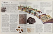 Fossilization.png (791 KB)