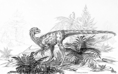 Nedcolbertia.png