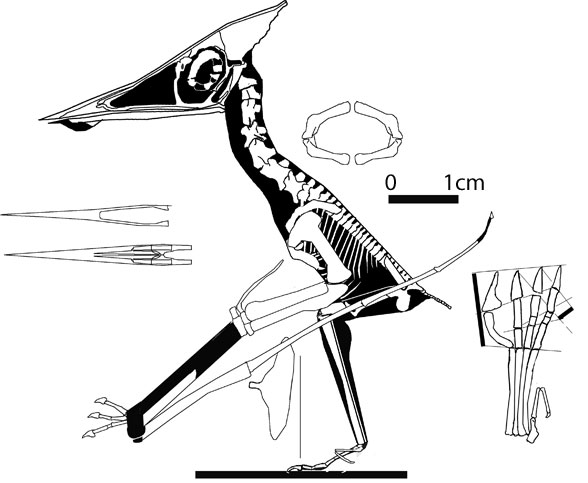 Mesozoic Monthly: Nemicolopterus