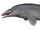 Aetiocetus