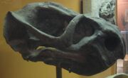 Oudenodon latirostris