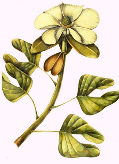 Archaeanthus