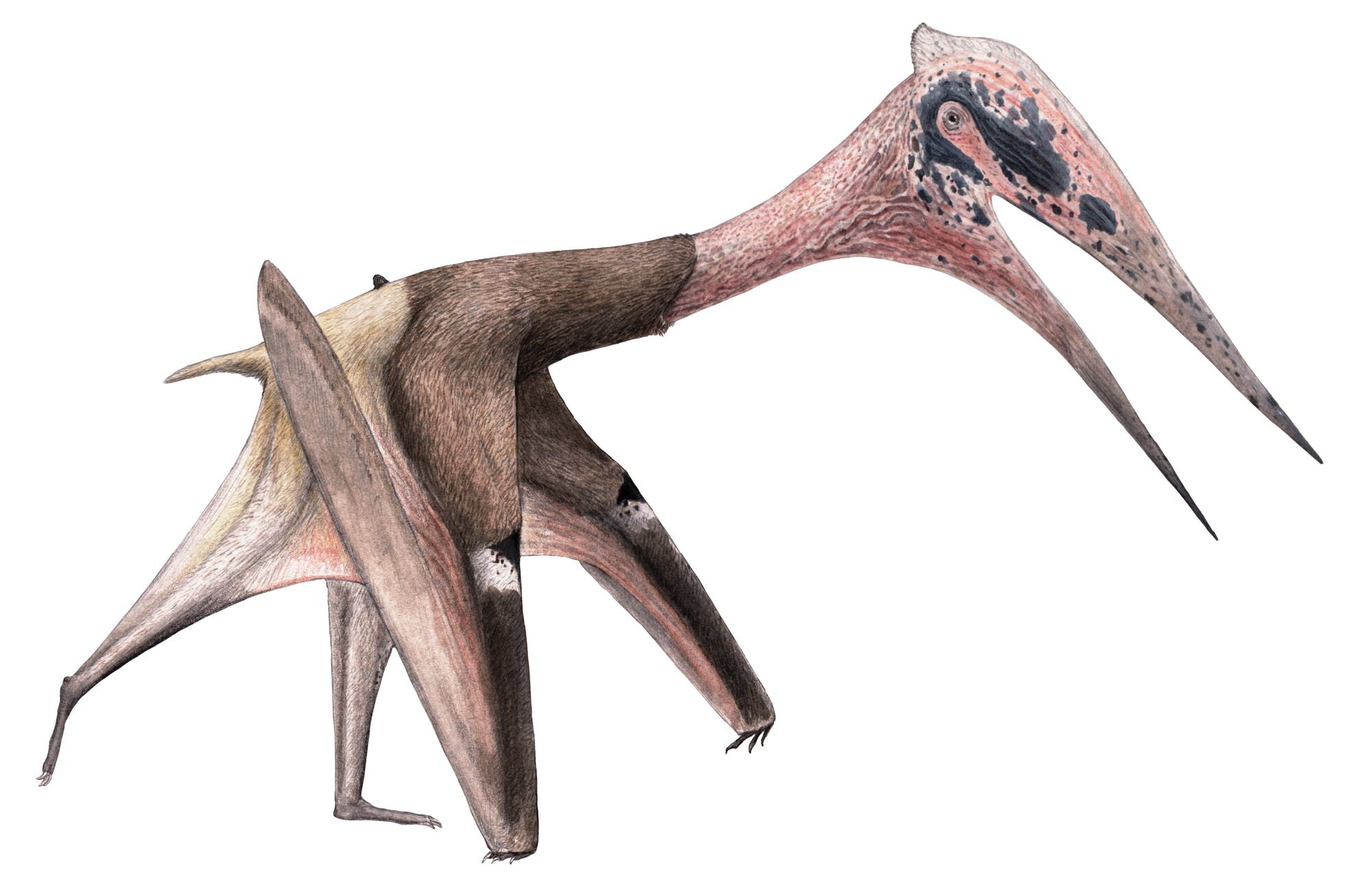 Quetzalcoatlus, Dinopedia