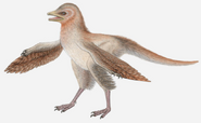 Art reconstruction of Eosinopteryx brevipenna