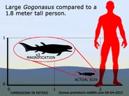 Gogonasus-size.jpg (96 KB) Size comparison to a human