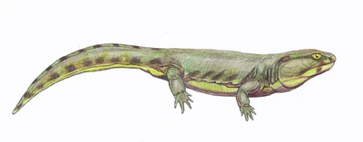 Karpinskiosaurus1DB