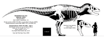 Tyrannosaurus rex skeletal reconstruction by randomdinos ddqrrq4-pre