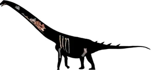 Shingopana skeletal