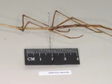 Ridley's Stick Insect