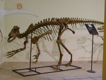 Lourinhanosaurus at the museum