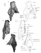 Skull of the Indohyaenodon raoi