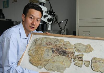 Xu-and-xiaotingia-in-lab
