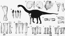 Zby atlanticus holotype