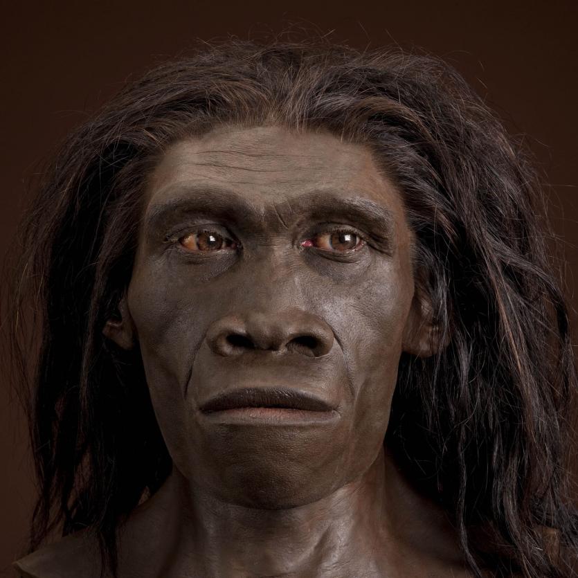 Homo Erectus Dinopedia Fandom