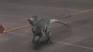 Velociraptor(1)