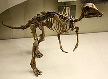220px-Juvenile hadrosaur