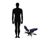 Size comparison to a human