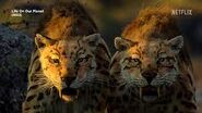 Pair of Smilodon hunting