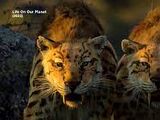 Smilodon