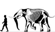 Notiomastodon skeletal reconstruction compared to a human