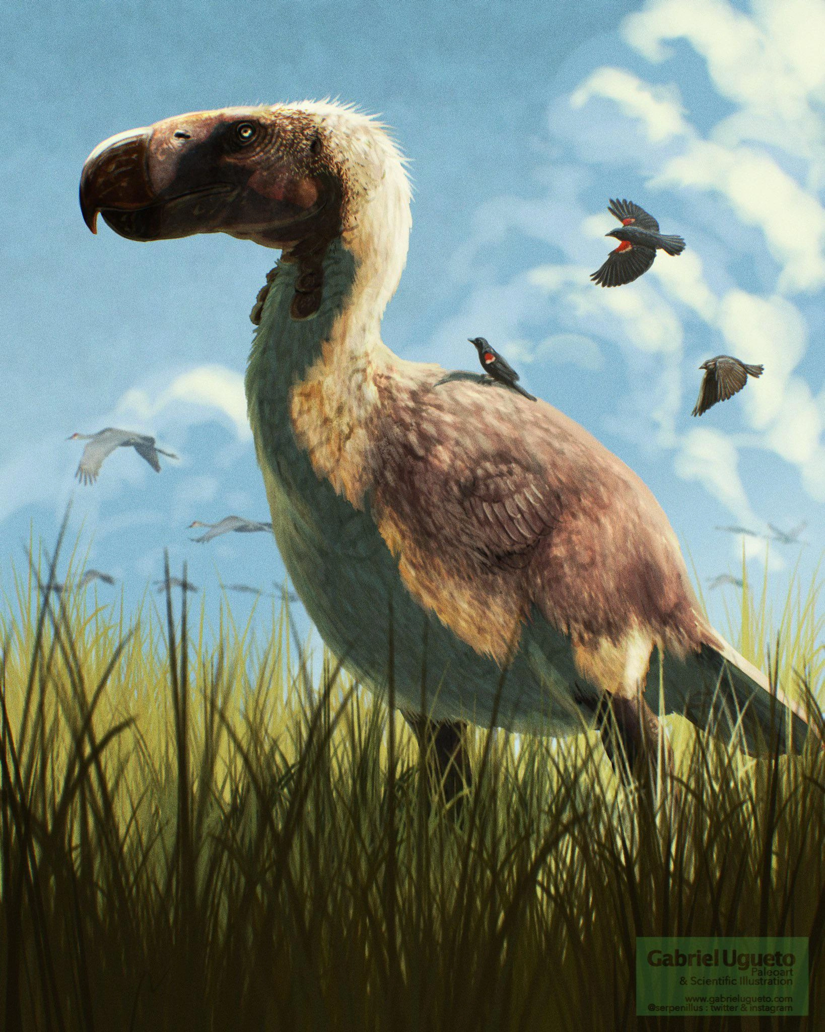 Aves | Dinopedia | Fandom, image size:1638x2048