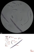 some of Collosu Sea's various microbes