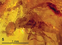 Plumalexius in a peace of amber.