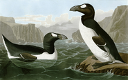 Great Auks from The Birds of America