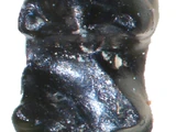 Sikuomys
