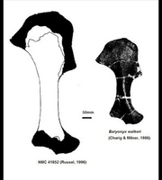 Specimen N Sp
