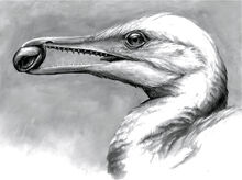 Dewacaupo