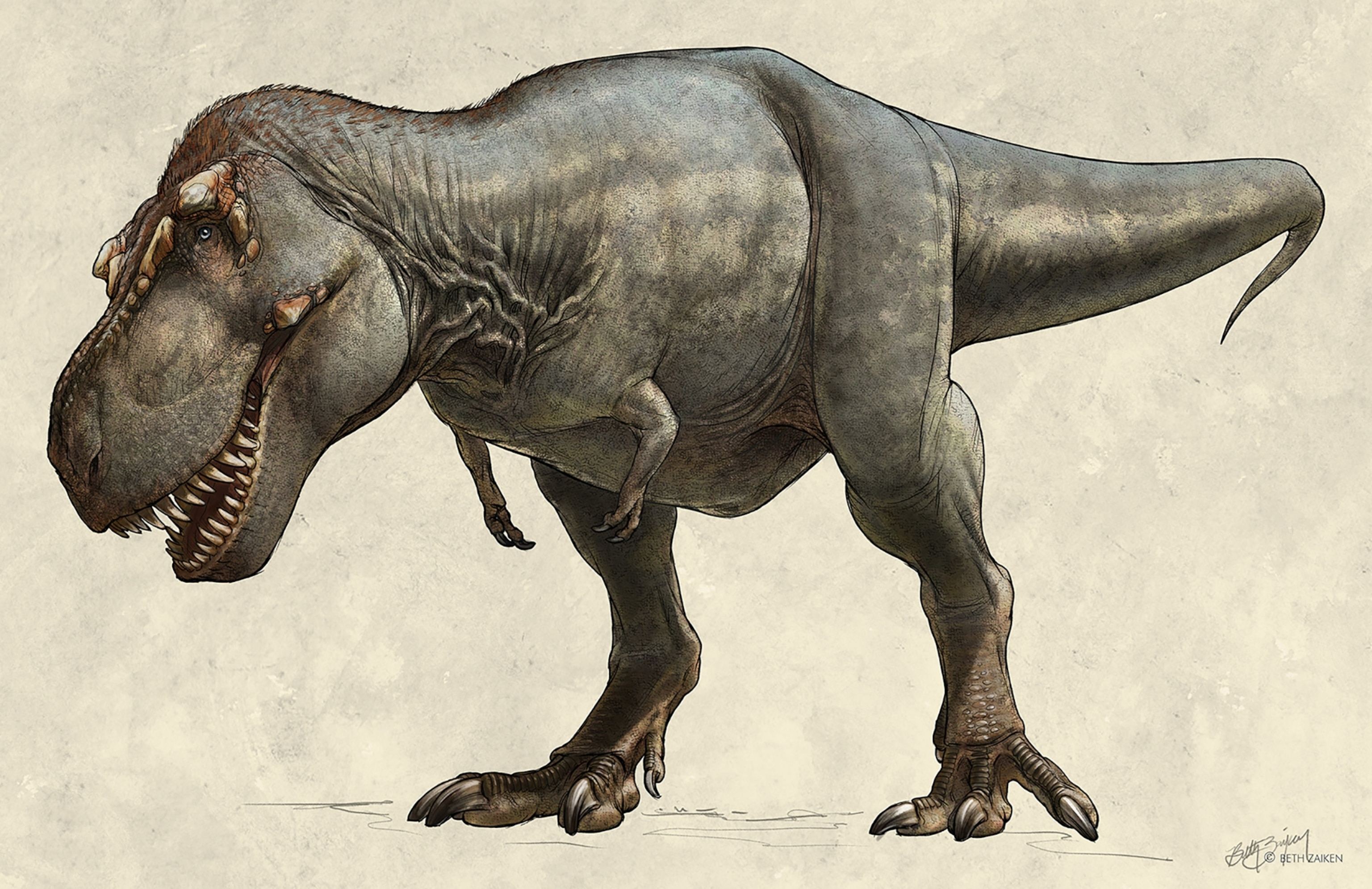 Tyrannosaurus Dinosaurs Wiki Fandom picture image