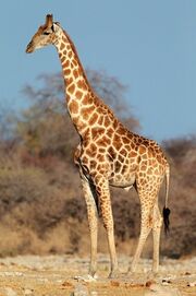 Giraffe