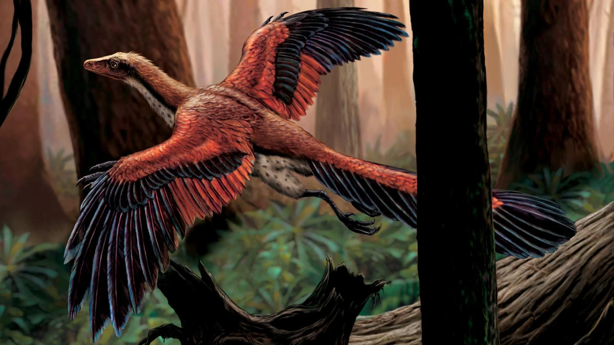 Archaeopteryx Wiki prehistoria Fandom