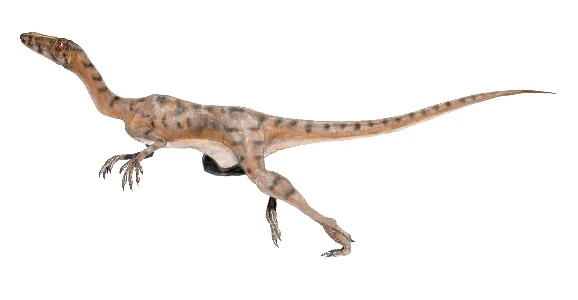 Saltopus | Wiki Dinosurio | Fandom