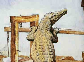 Rutiodon