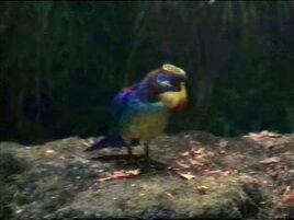 Postal bird
