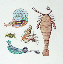 Dinotopia Burgess Shale Fauna
