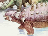 Euoplocephalus