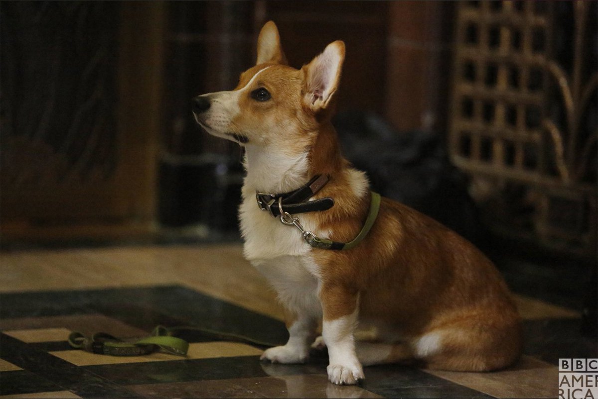 Dirk gently store corgi