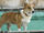 Bentley the Corgi