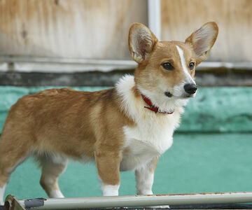 The corgi shop