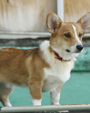 ken the corgi
