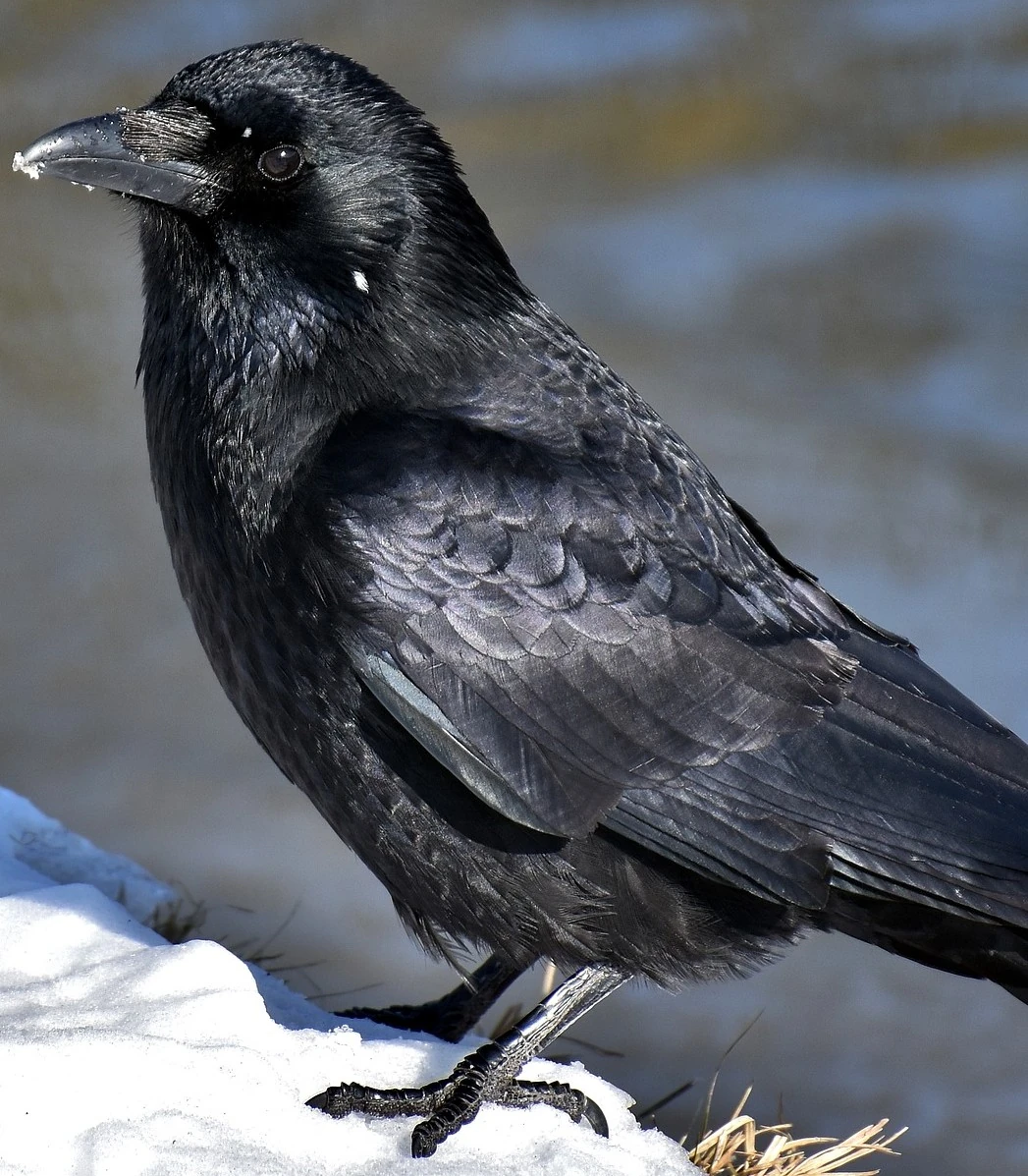 StrongCaw Dirty20Gaming plays Ironsworn Wiki Fandom