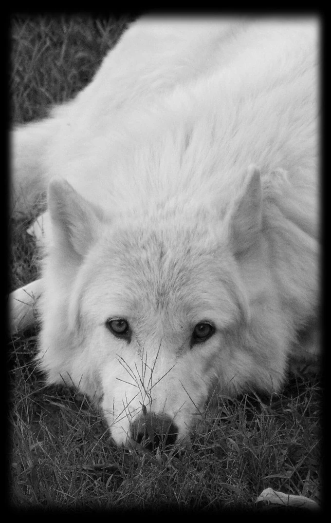 Wolfrún (The Whitemane) Dirty20Gaming plays Ironsworn Wiki Fandom